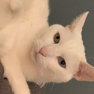 Meet your Posher, Piper